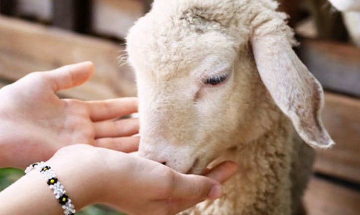 Junior Zoologist programme featuring an introduction to animals and their habitats for young learners.