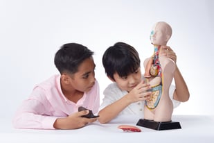Primary students at The Learning Lab collaborate and learn more about the human body