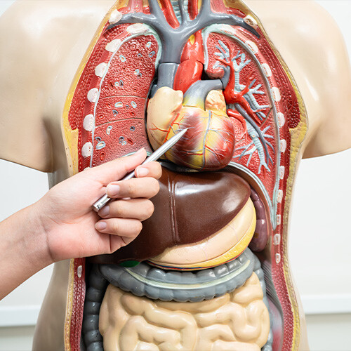 Image-Content-Sec3_Revision_Webinar_Biology-02